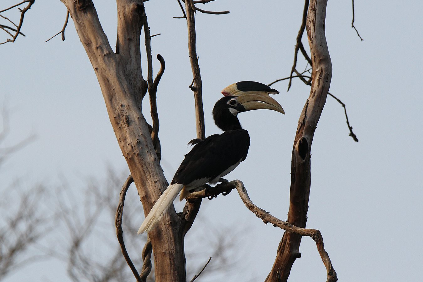 Bird-Watching-in-India