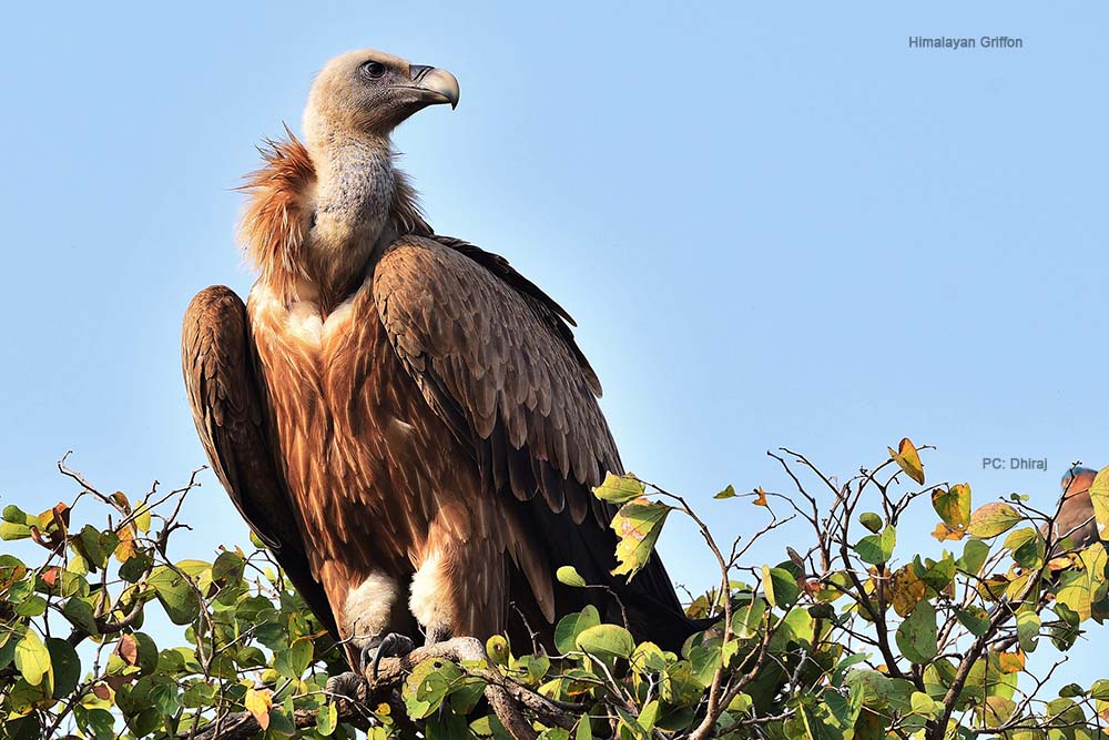 Birding-Madhya-Pradesh-Pench-National-Park-Bird-Himalayan-Griffon-Img