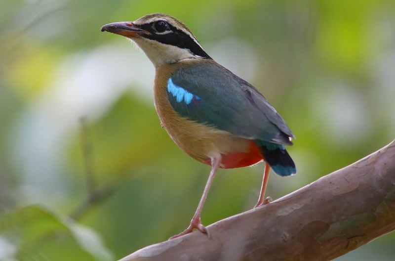 bird-watching-pench-national-park