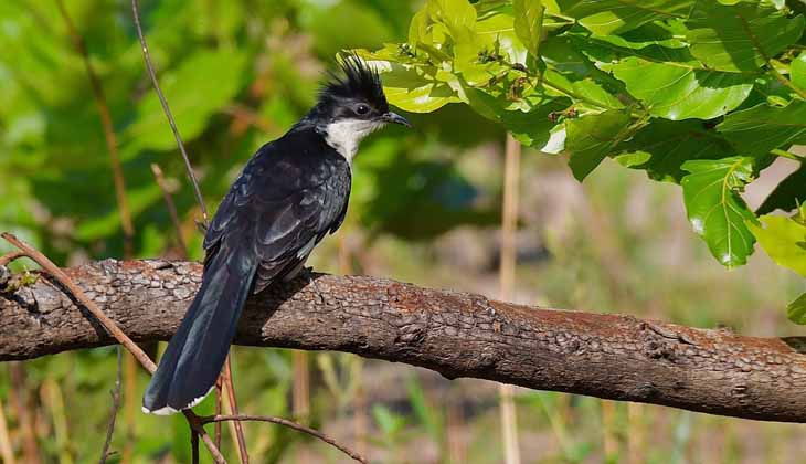 jacobin-cuckoo-in-pench